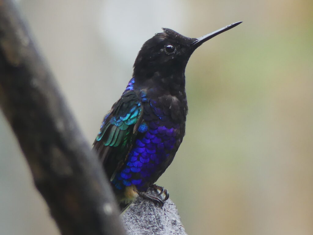 Vogel Ecuador
