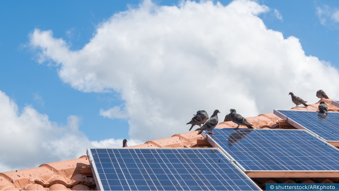 Taubenschutz Photovoltaik