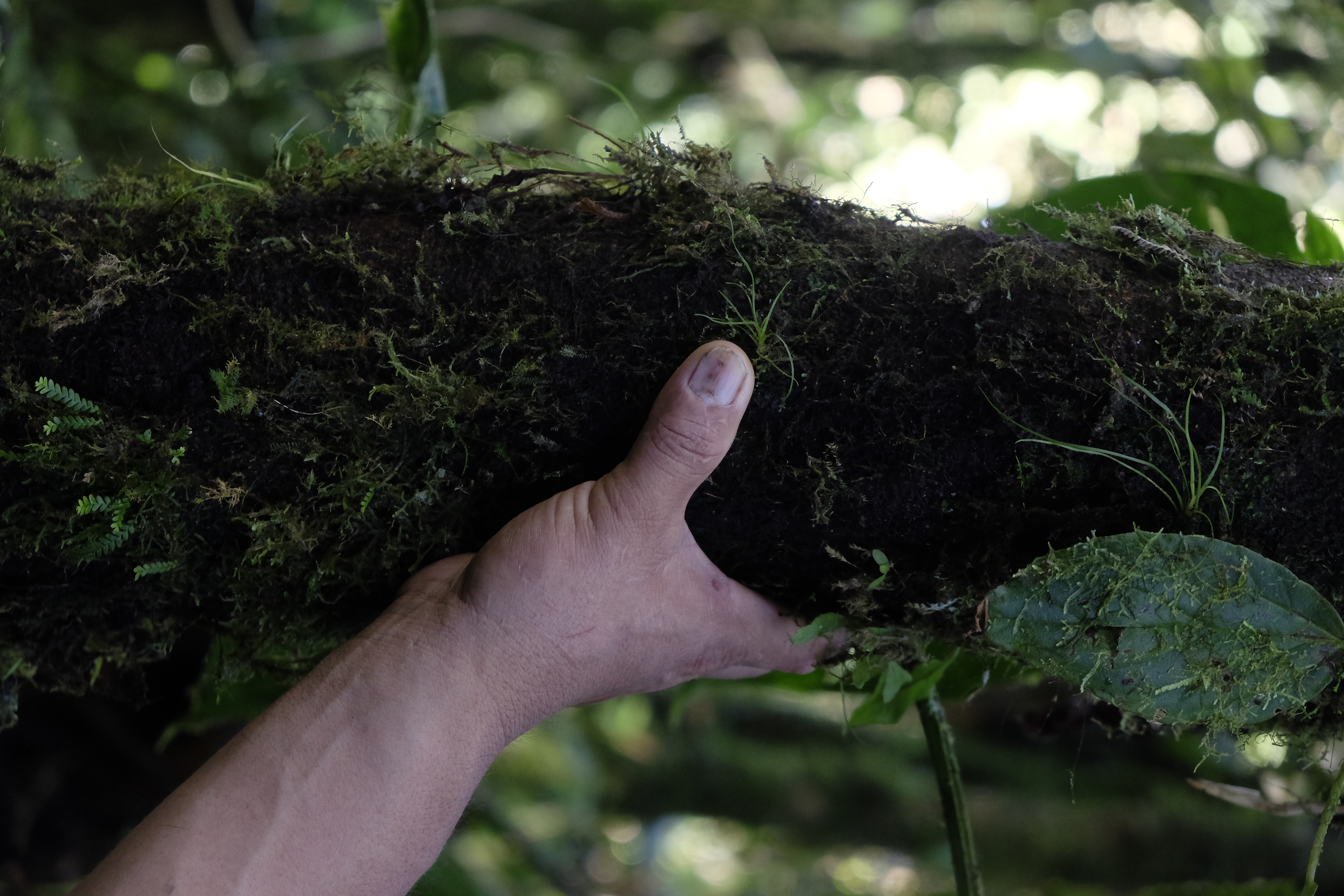 Der Stamm eines Baumes ist zu sehen. Er ist mit Moos übersäht. Eine Hand greift den Stamm, um seine Größe zu verdeutlichen.