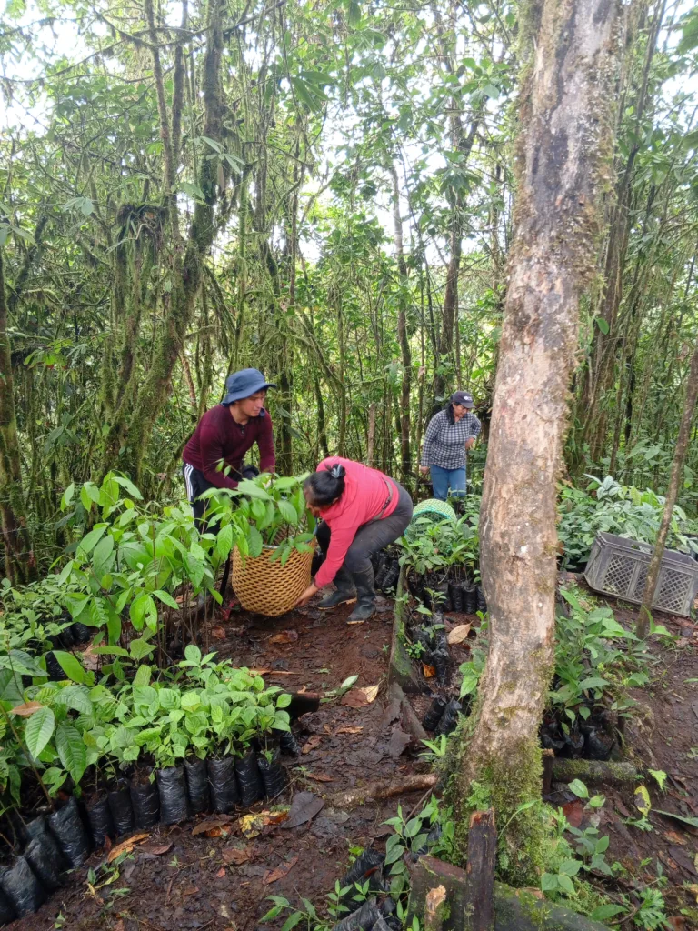 Mitarbeitende des KEK Aufforstungsteams in Ecuador sind im Wald und bringen Setzlinge un Behältnissen zu den Orten, an denen sie gepflanzt werden.