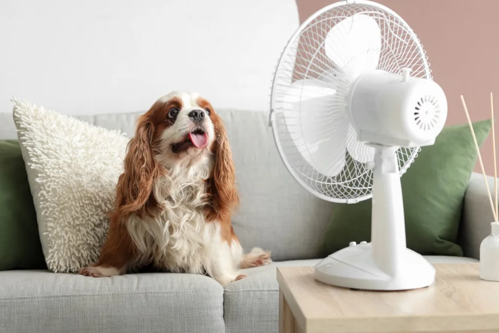 Ein Hund sitzt hechelnd auf dem Sofa und lässt sich vom Ventilator kühle Luft zuwehen.