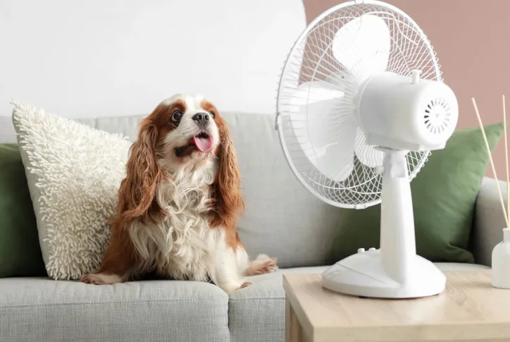 Ein Hund sitzt hechelnd auf dem Sofa und lässt sich vom Ventilator kühle Luft zuwehen.
