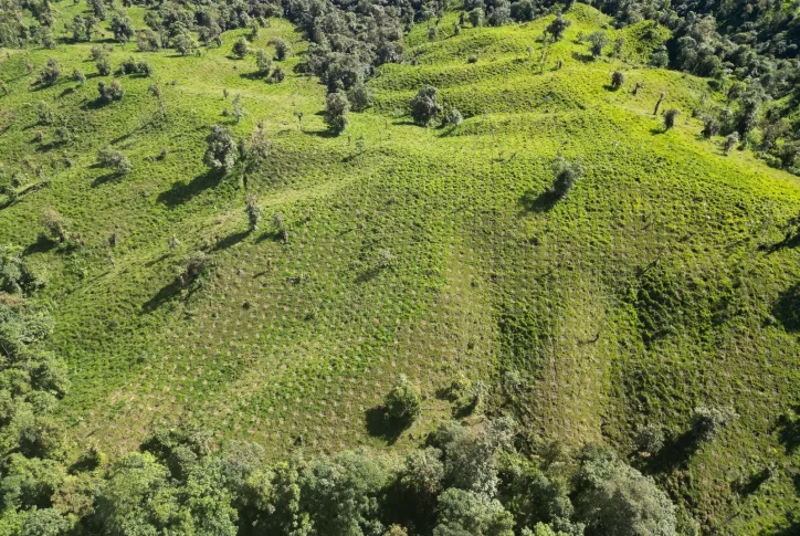 Drohnenaufnahme die eine hügelige Landschaft darstellt mit vielen Pflanzenkreise für die Baumsetzlinge.